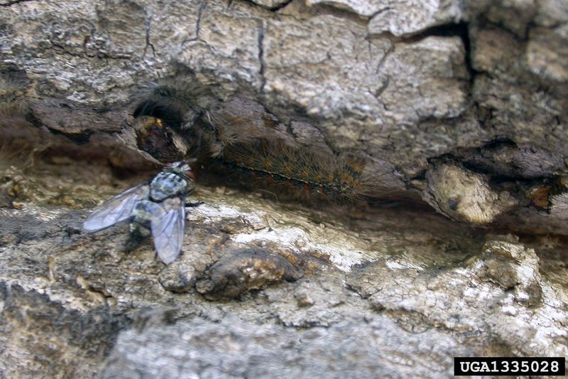 Gypsy Moth (Lymantria dispar)  caterpillars {!--매미나방 유충-->; DISPLAY FULL IMAGE.