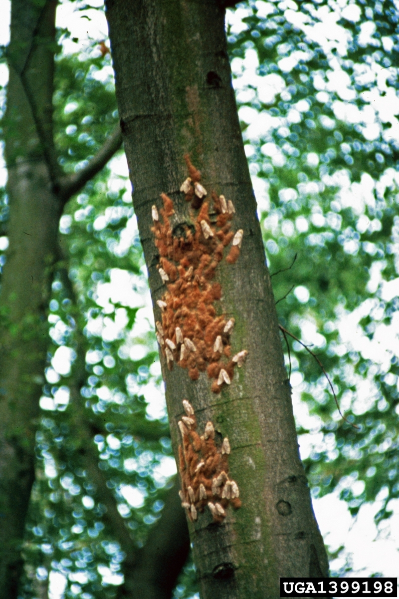 Gypsy Moth (Lymantria dispar)  {!--매미나방-->; DISPLAY FULL IMAGE.