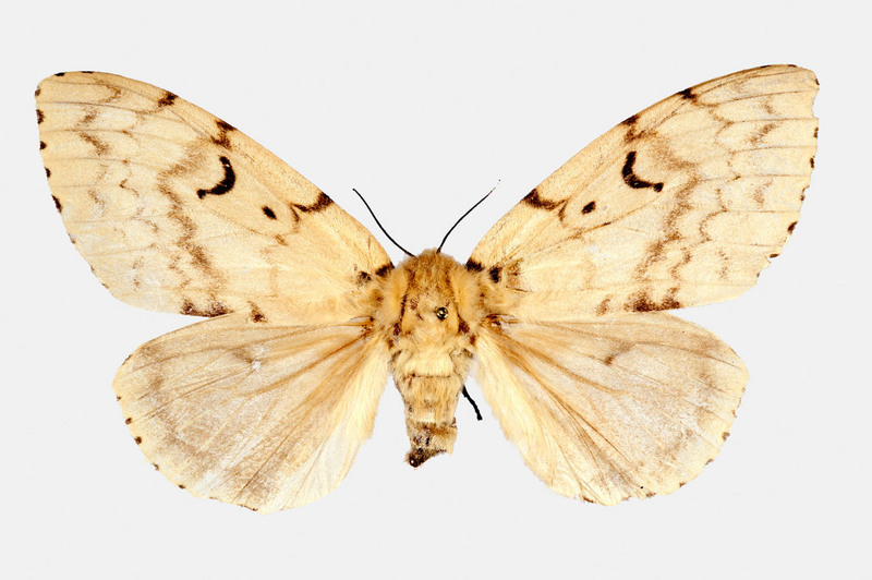 Gypsy Moth (Lymantria dispar)  {!--매미나방-->; DISPLAY FULL IMAGE.