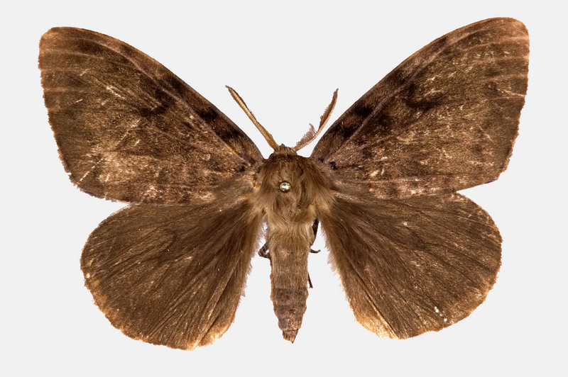 Gypsy Moth (Lymantria dispar)  {!--매미나방-->; DISPLAY FULL IMAGE.