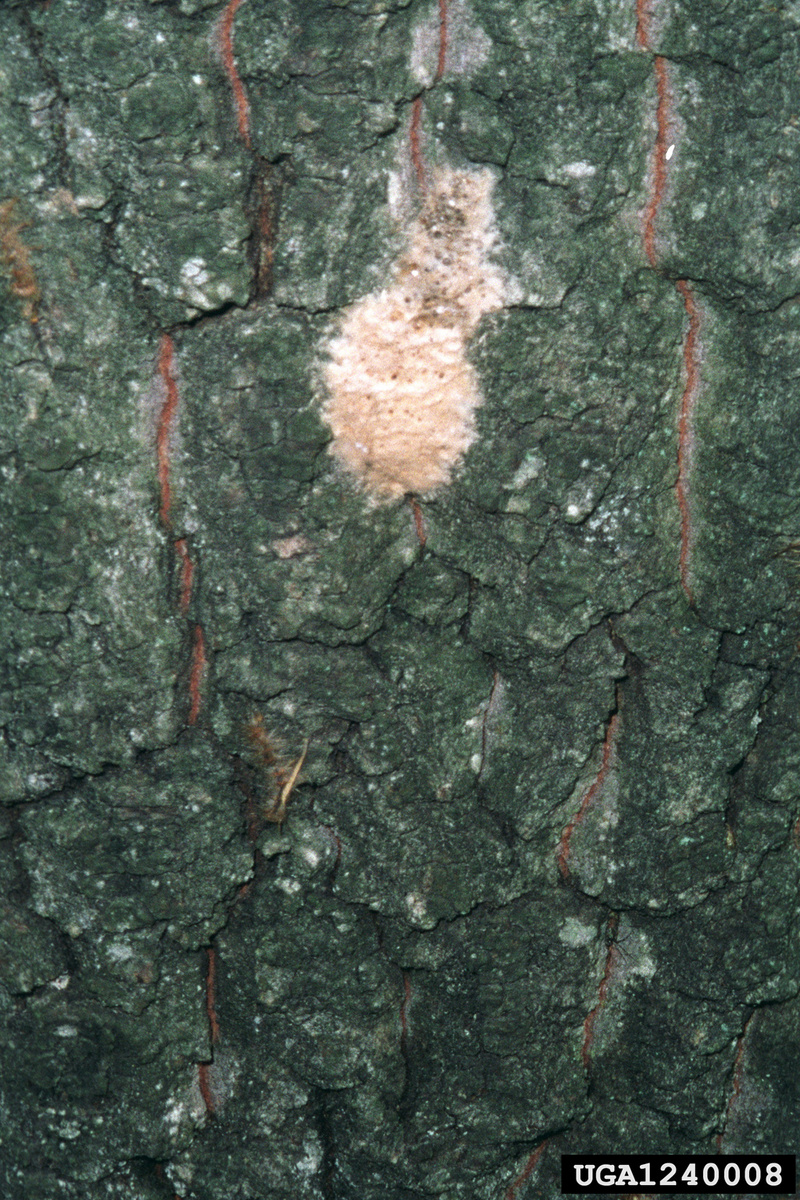 Gypsy Moth (Lymantria dispar) eggs {!--매미나방 알-->; DISPLAY FULL IMAGE.
