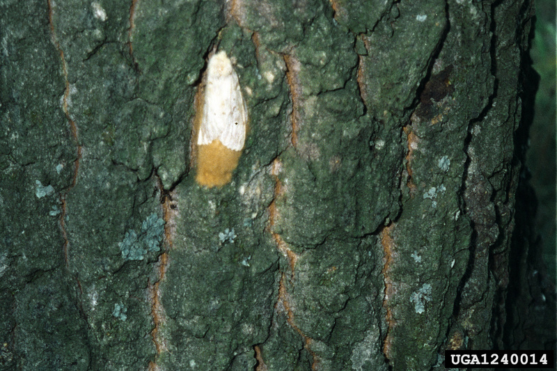 Gypsy Moth (Lymantria dispar) eggs {!--매미나방 알-->; DISPLAY FULL IMAGE.