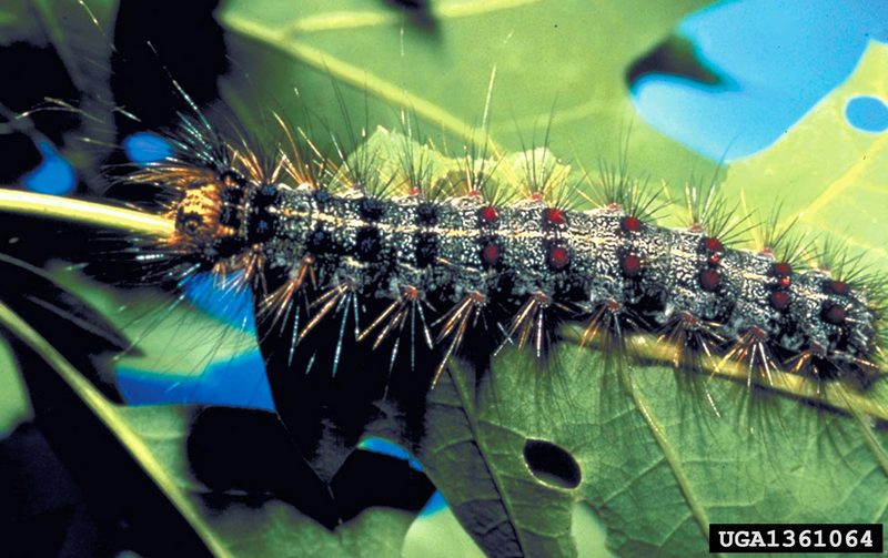 Gypsy Moth (Lymantria dispar)  caterpillars {!--매미나방 유충-->; DISPLAY FULL IMAGE.