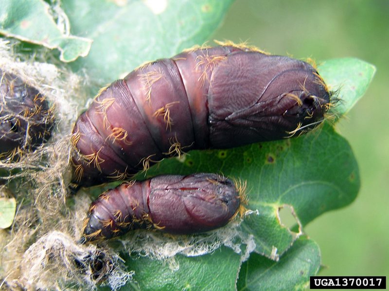 Gypsy Moth (Lymantria dispar)  pupae {!--매미나방 번데기-->; DISPLAY FULL IMAGE.