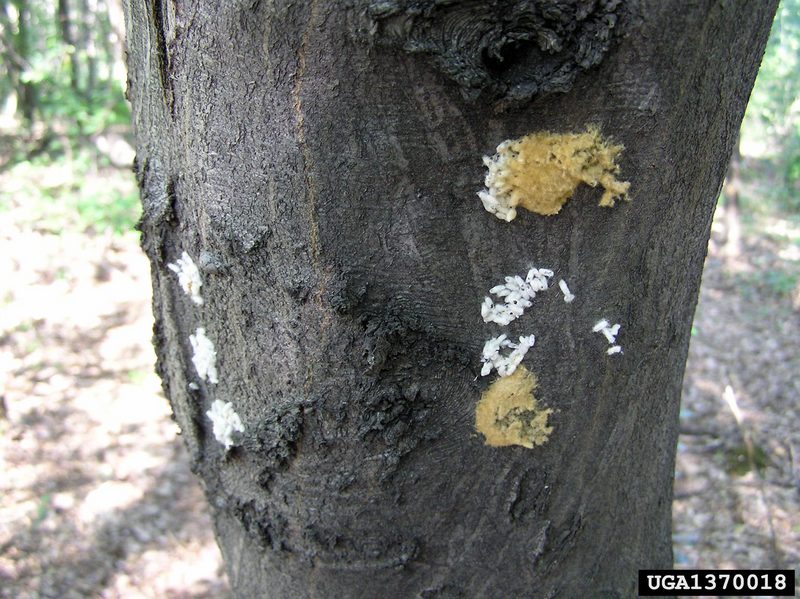 Gypsy Moth (Lymantria dispar)  eggs {!--매미나방 알-->; DISPLAY FULL IMAGE.