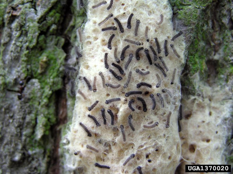 Gypsy Moth (Lymantria dispar)  eggs {!--매미나방 알-->; DISPLAY FULL IMAGE.