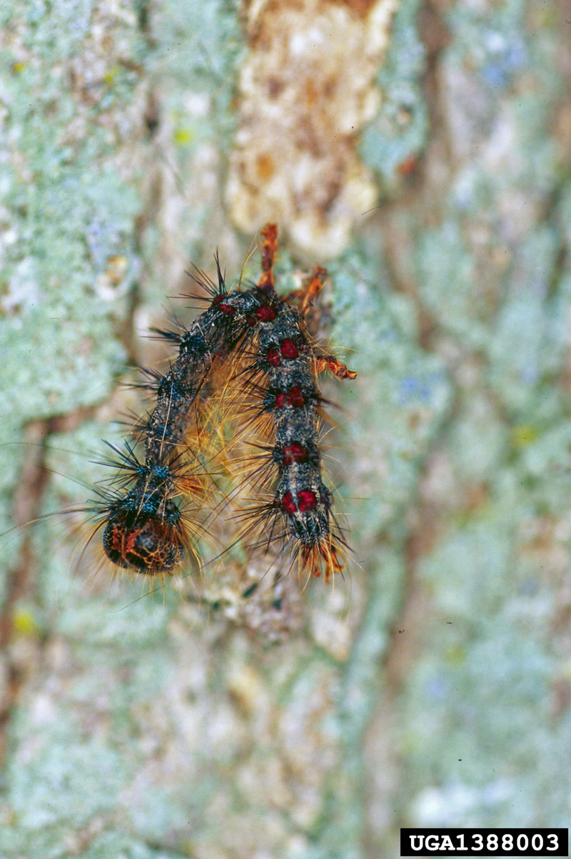 Gypsy Moth (Lymantria dispar)  caterpillars {!--매미나방 유충-->; DISPLAY FULL IMAGE.