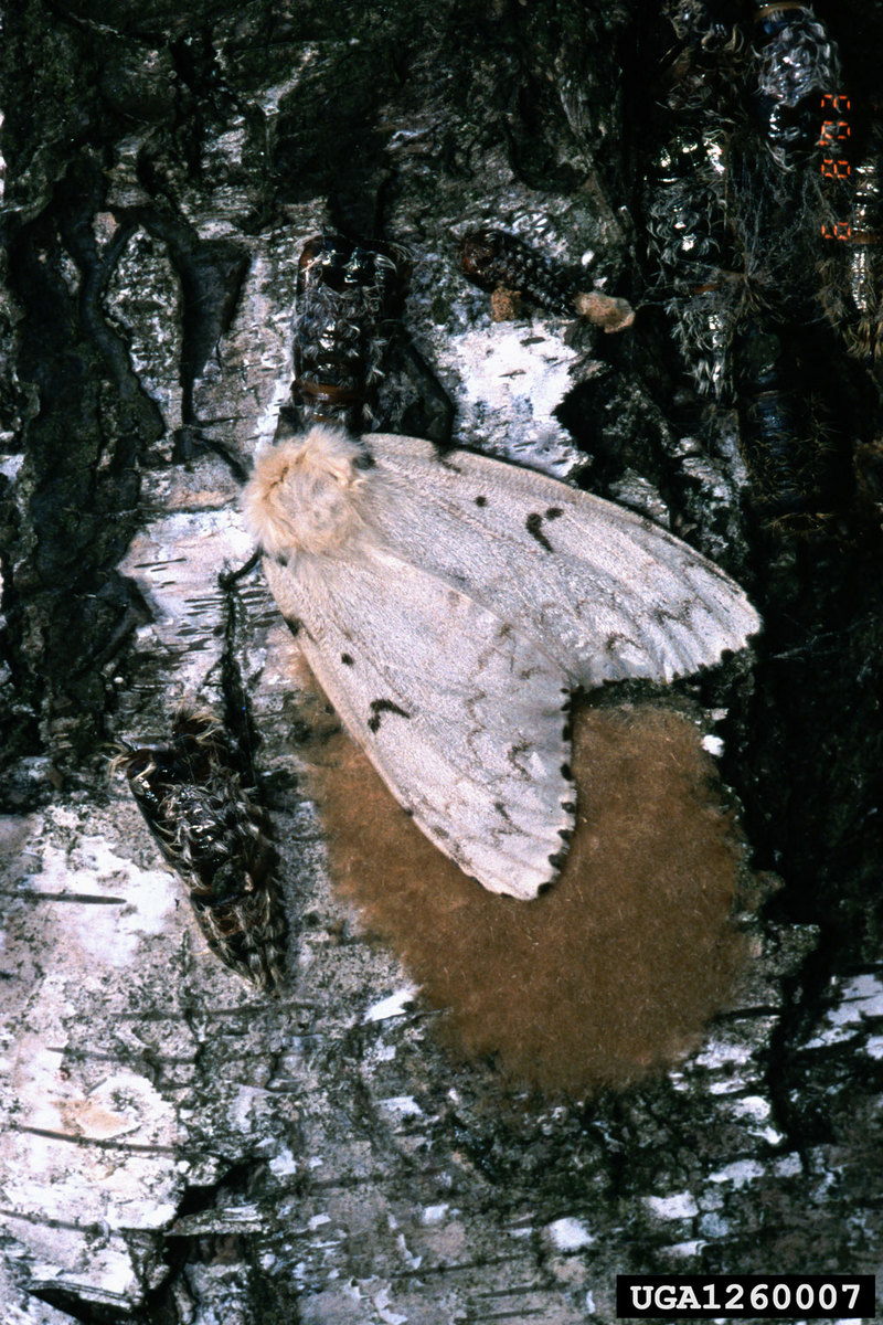 Gypsy Moth (Lymantria dispar)  {!--매미나방-->; DISPLAY FULL IMAGE.