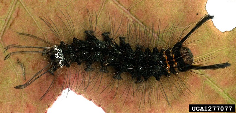 Rosy Gypsy Moth (Lymantria mathura)  caterpillar {!--붉은매미나방 유충-->; DISPLAY FULL IMAGE.