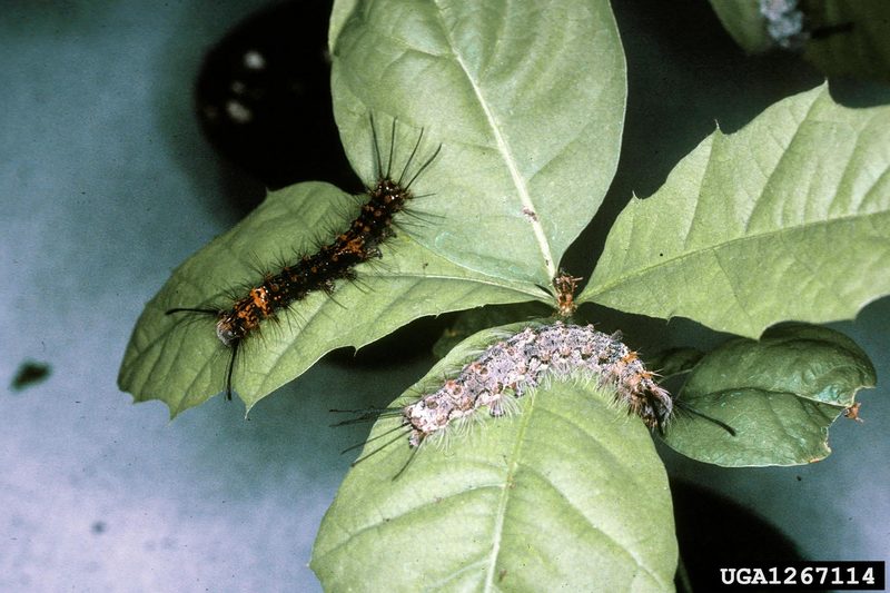 Rosy Gypsy Moth (Lymantria mathura)  caterpillar {!--붉은매미나방 유충-->; DISPLAY FULL IMAGE.