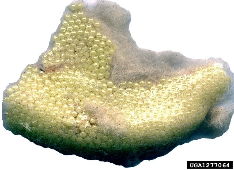 Rosy Gypsy Moth (Lymantria mathura)  eggs {!--붉은매미나방 알-->; DISPLAY FULL IMAGE.