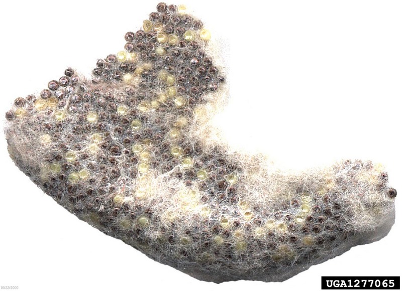 Rosy Gypsy Moth (Lymantria mathura)  eggs {!--붉은매미나방 알-->; DISPLAY FULL IMAGE.