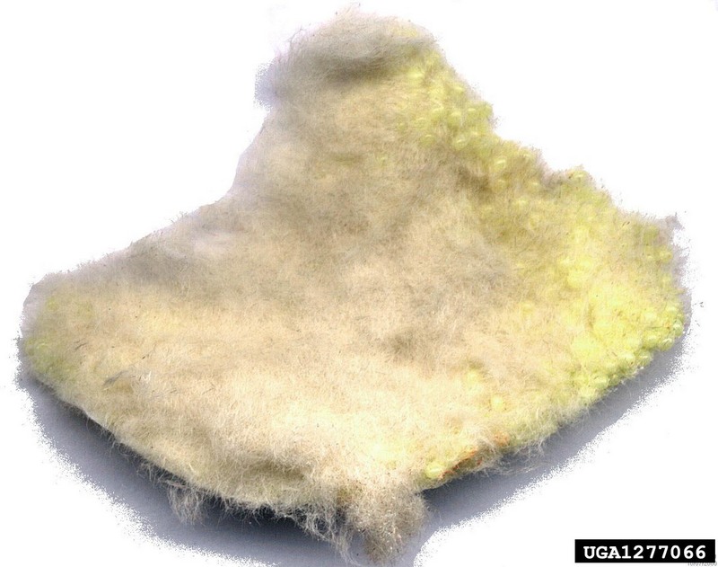 Rosy Gypsy Moth (Lymantria mathura)  eggs {!--붉은매미나방 알-->; DISPLAY FULL IMAGE.