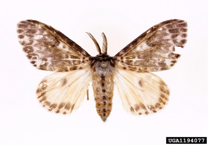 Rosy Gypsy Moth (Lymantria mathura)  {!--붉은매미나방-->; DISPLAY FULL IMAGE.