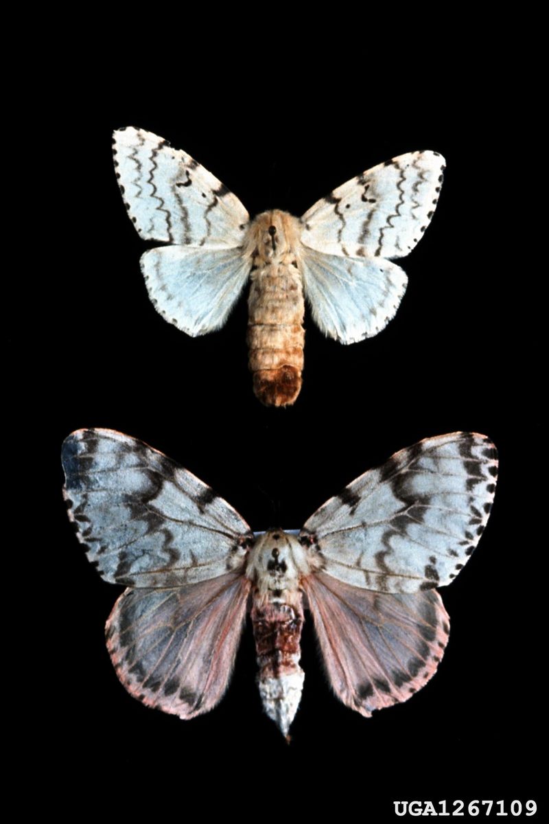 Rosy Gypsy Moth (Lymantria mathura)  {!--붉은매미나방-->; DISPLAY FULL IMAGE.