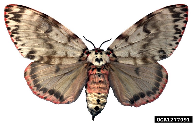 Rosy Gypsy Moth (Lymantria mathura)  {!--붉은매미나방-->; DISPLAY FULL IMAGE.