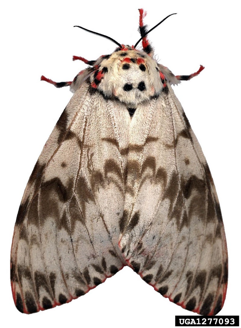 Rosy Gypsy Moth (Lymantria mathura)  {!--붉은매미나방-->; DISPLAY FULL IMAGE.