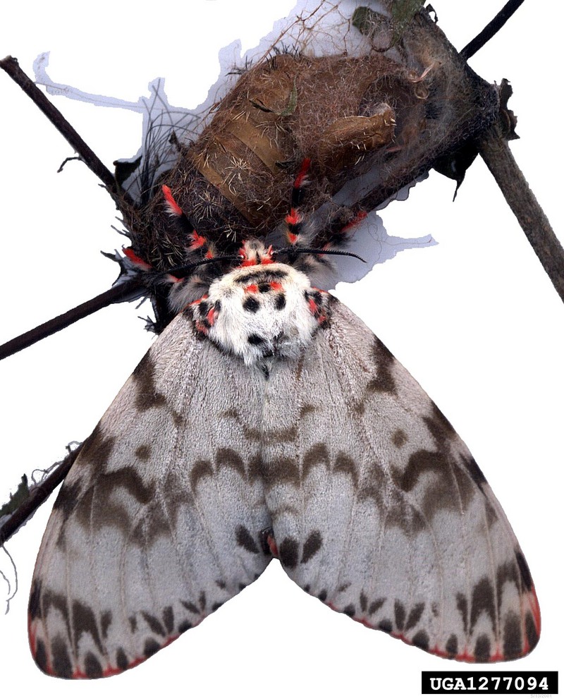 Rosy Gypsy Moth (Lymantria mathura)  {!--붉은매미나방-->; DISPLAY FULL IMAGE.