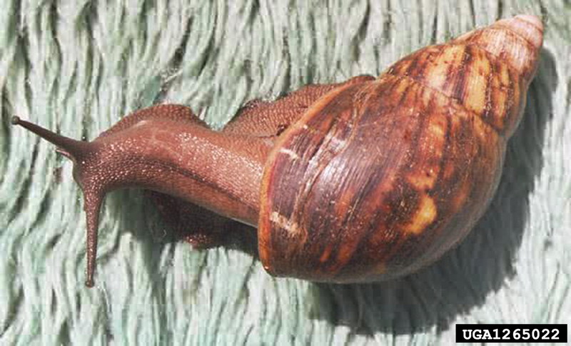 Giant West African Snail (Archachatina marginata) {!--아프리카왕달팽이-->; DISPLAY FULL IMAGE.