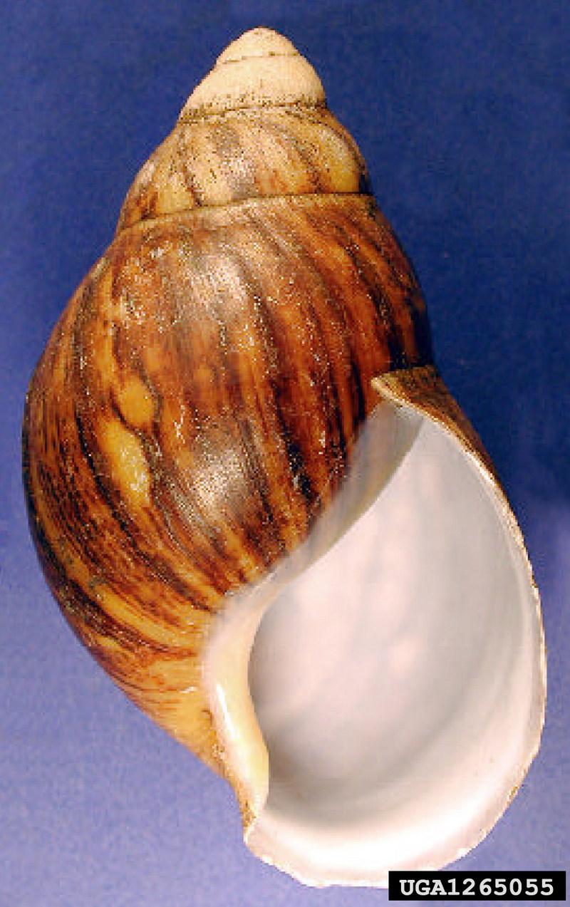 Giant West African Snail (Archachatina marginata) {!--아프리카왕달팽이-->; DISPLAY FULL IMAGE.