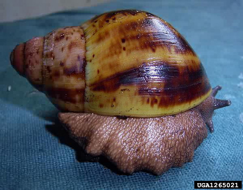 Giant West African Snail (Archachatina marginata) {!--아프리카왕달팽이-->; DISPLAY FULL IMAGE.