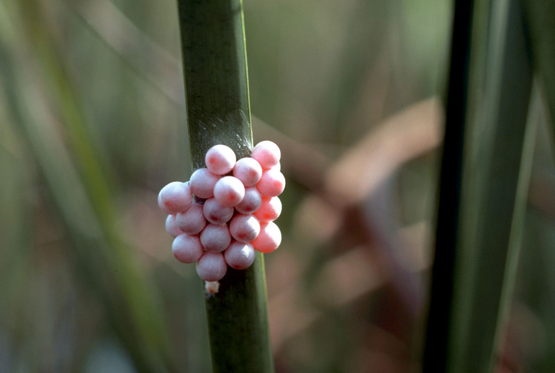 Florida Apple Snail (Pomacea paludosa) eggs {!--플로리다사과우렁이 알-->; DISPLAY FULL IMAGE.