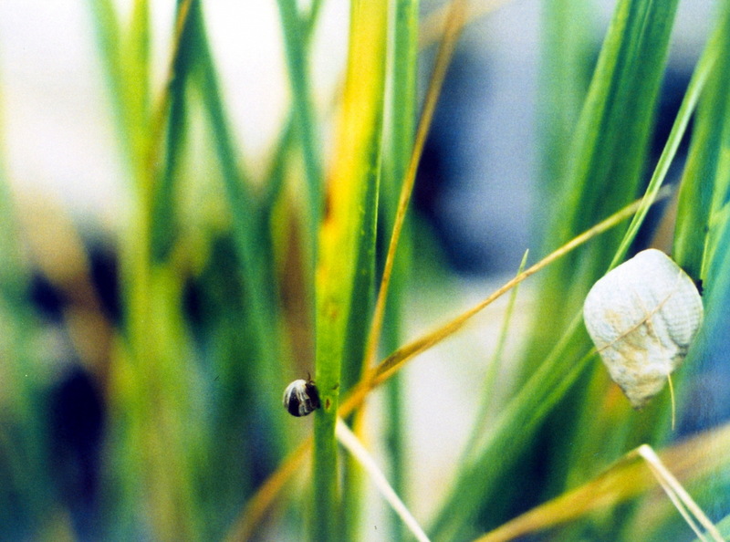 Marsh Periwinkle (Littorina littorina) {!--총알고둥류-->; DISPLAY FULL IMAGE.