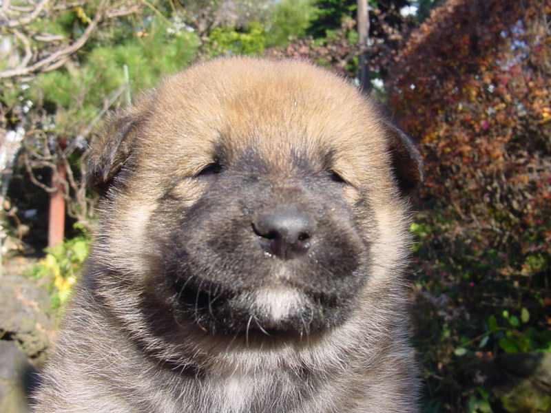 old puppy?; DISPLAY FULL IMAGE.