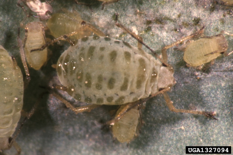 Turnip Aphid (Lipaphis erysimi) {!--무테두리진딧물(무우테두리진딧물)-->; DISPLAY FULL IMAGE.