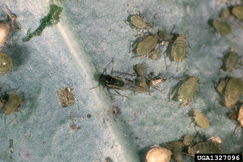 Turnip Aphid (Lipaphis erysimi) {!--무테두리진딧물-->; DISPLAY FULL IMAGE.