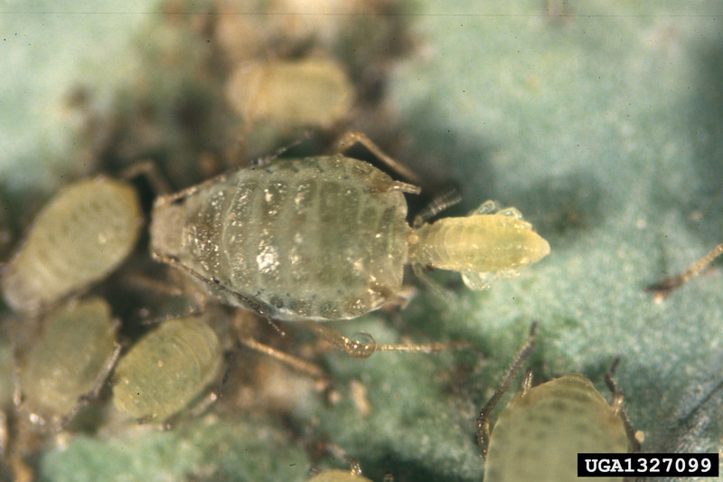 Turnip Aphid (Lipaphis erysimi) {!--무테두리진딧물-->; DISPLAY FULL IMAGE.