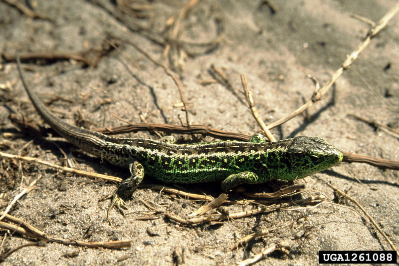 Sand Lizard (Lacerta agilis) {!--모래장지뱀-->; DISPLAY FULL IMAGE.