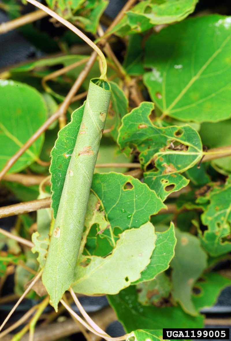 Large Aspen Tortrix (Choristoneura conflictana) {!--잎말이나방과(Tortricidae)-->; DISPLAY FULL IMAGE.