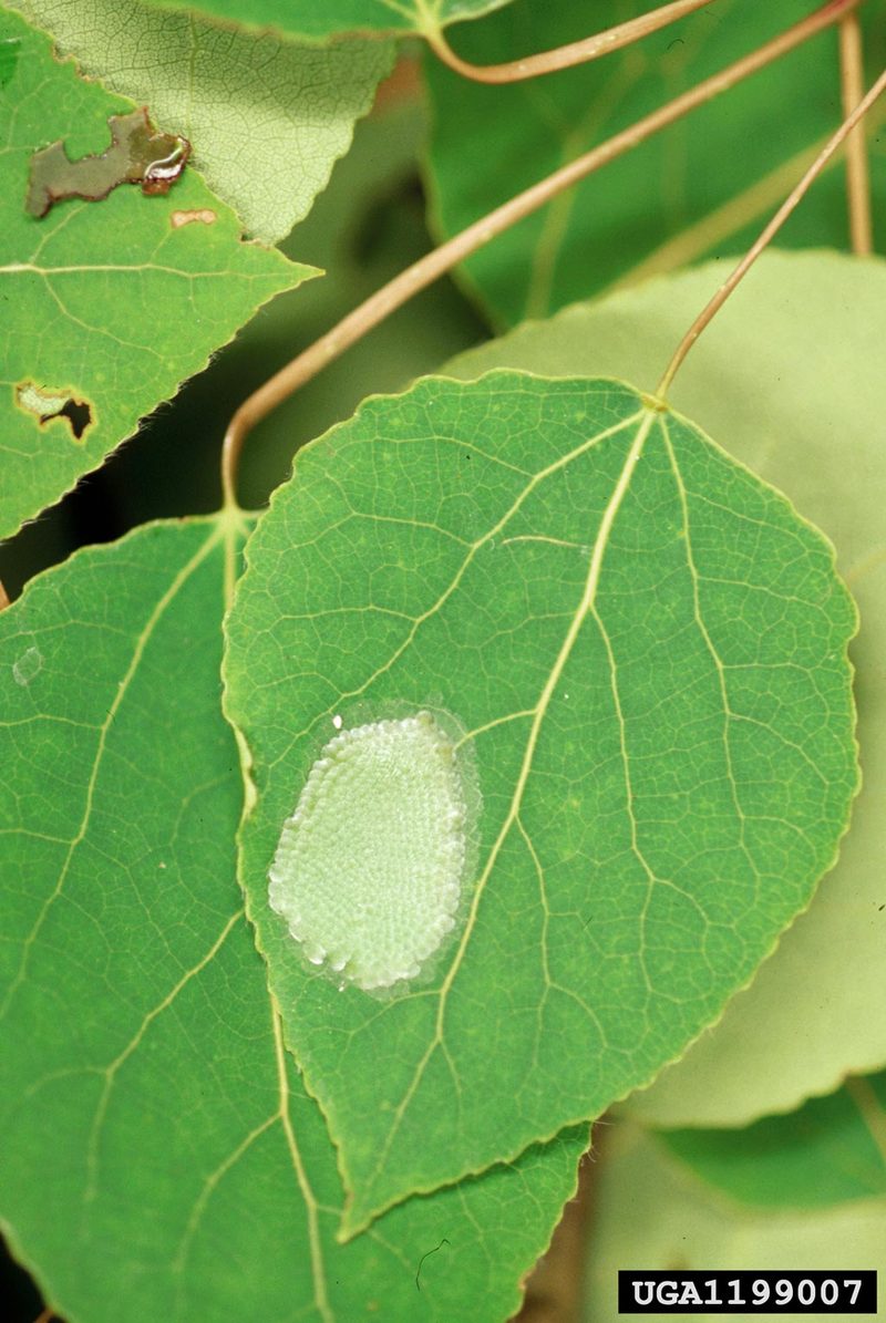 Large Aspen Tortrix (Choristoneura conflictana) {!--잎말이나방과(Tortricidae)-->; DISPLAY FULL IMAGE.