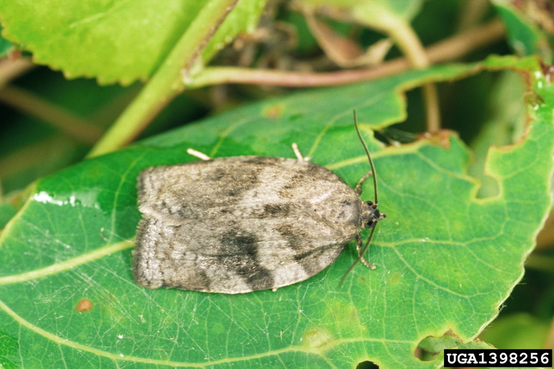 Large Aspen Tortrix (Choristoneura conflictana) {!--잎말이나방과(Tortricidae)-->; DISPLAY FULL IMAGE.