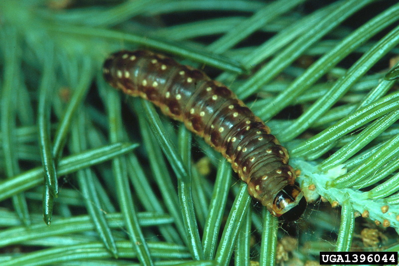 Spruce Budworm (Choristoneura fumiferana) {!--가문비나무잎말이나방-->; DISPLAY FULL IMAGE.