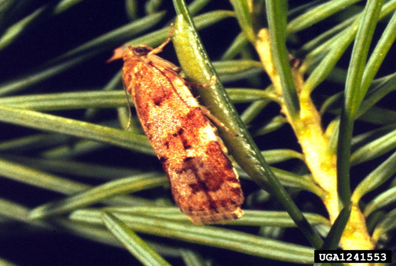 Western Spruce Budworm (Choristoneura occidentalis) {!--서부가문비잎말이나방-->; DISPLAY FULL IMAGE.