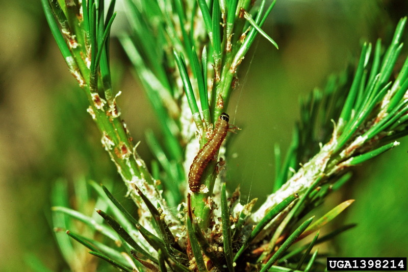 Jack pine budworm (Choristoneura pinus) {!--미국솔잎말이나방-->; DISPLAY FULL IMAGE.