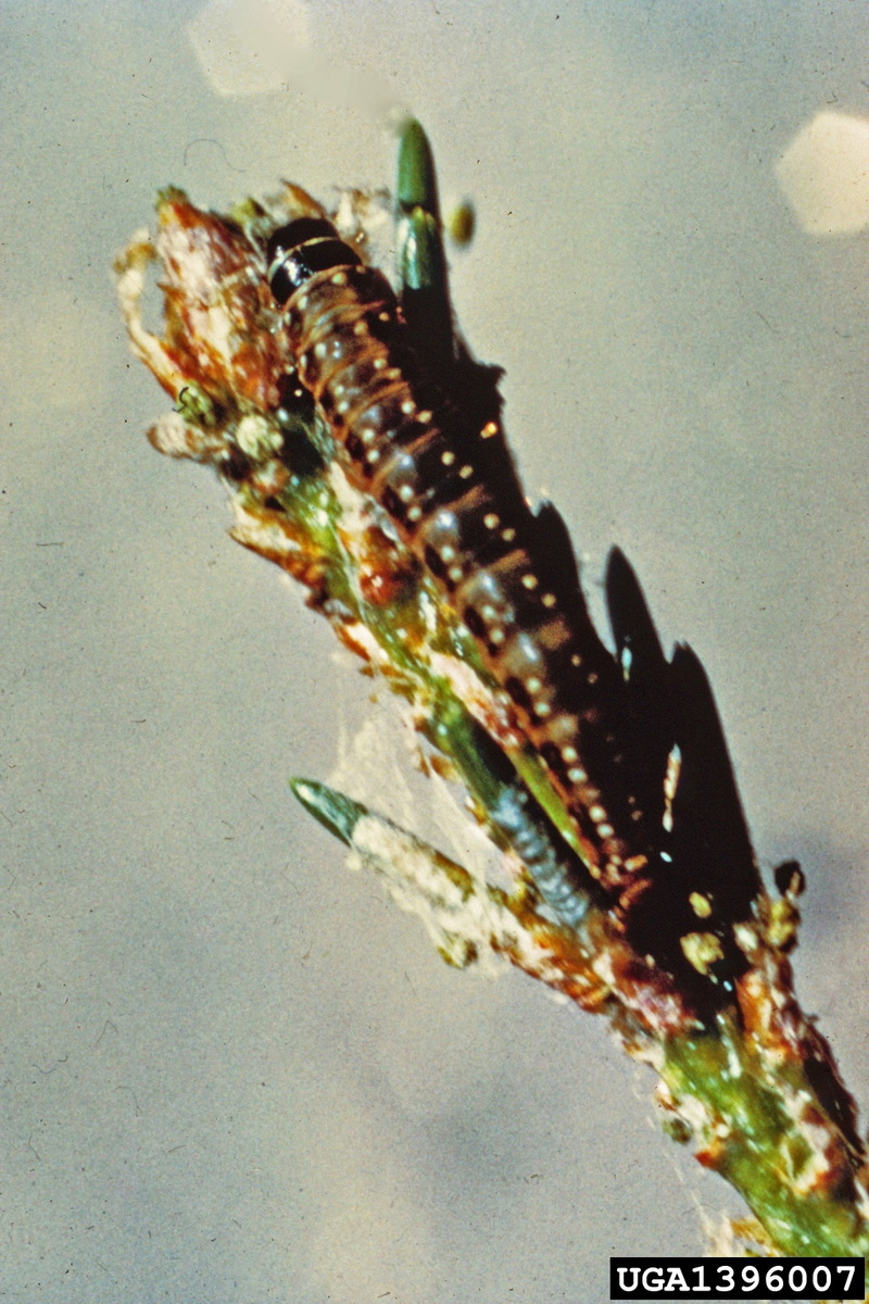 Jack pine budworm (Choristoneura pinus) {!--미국솔잎말이나방-->; DISPLAY FULL IMAGE.