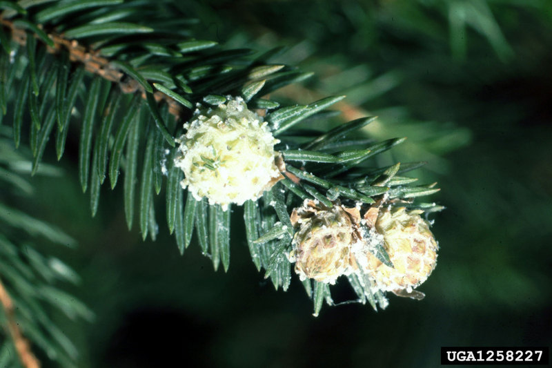 Blade Spruce Gall Adelgid (Adelges laricis) {!--낙엽송방울솜벌레-->; DISPLAY FULL IMAGE.