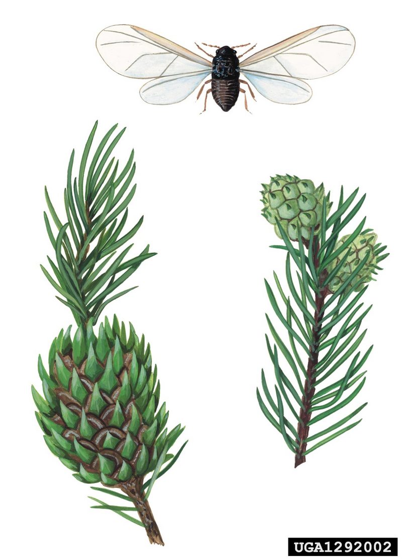 Blade Spruce Gall Adelgid (Adelges laricis) {!--낙엽송방울솜벌레-->; DISPLAY FULL IMAGE.