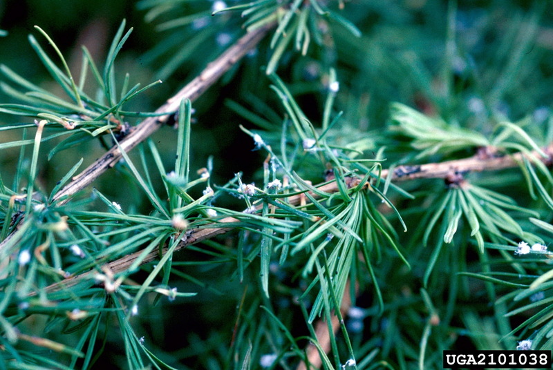 Blade Spruce Gall Adelgid (Adelges laricis) {!--낙엽송방울솜벌레-->; DISPLAY FULL IMAGE.