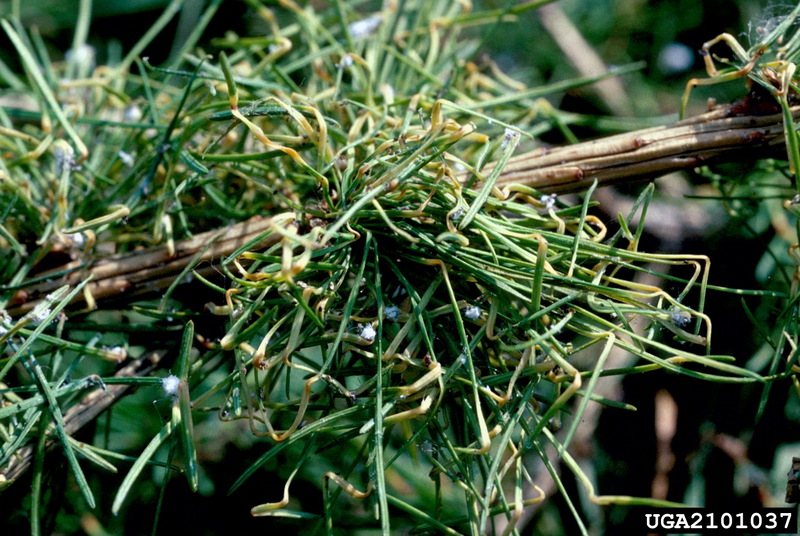 Blade Spruce Gall Adelgid (Adelges laricis) {!--낙엽송방울솜벌레-->; DISPLAY FULL IMAGE.