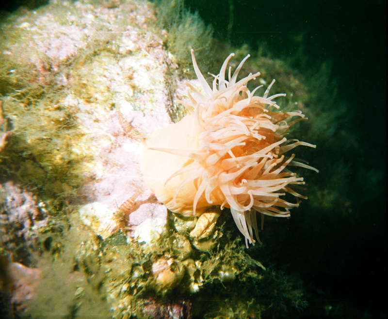 Sea Anemone with Shrimps {!--말미잘과 새우-->; DISPLAY FULL IMAGE.
