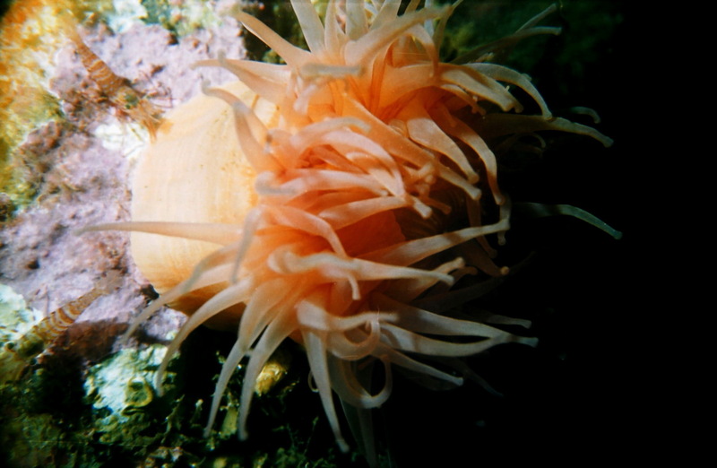 Sea Anemone with Shrimps {!--말미잘과 새우-->; DISPLAY FULL IMAGE.