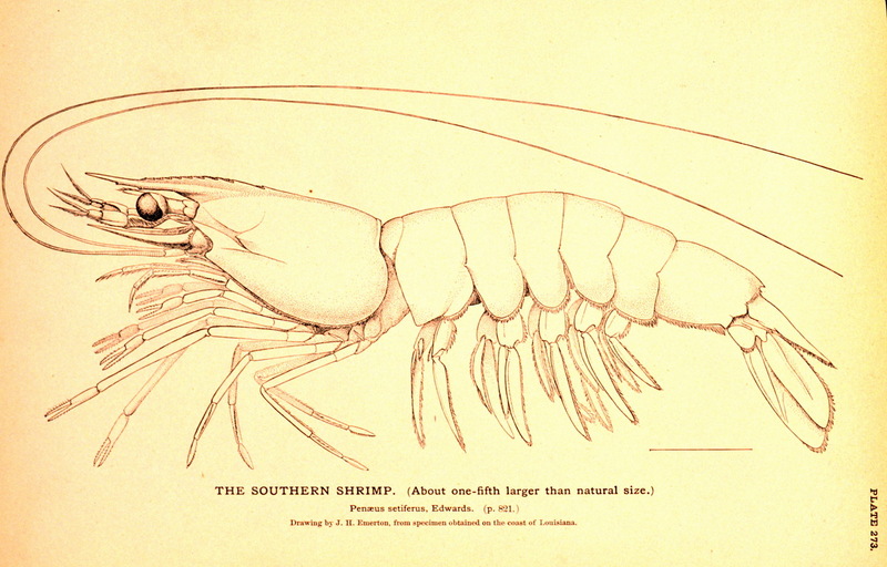 White Shrimp (Litopenaeus setiferus) {!--북방흰보리새우-->; DISPLAY FULL IMAGE.