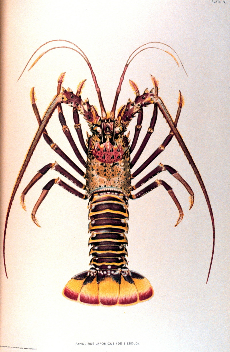 Japanese Spiny Lobster (Panulirus japonicus) {!--닭새우-->; DISPLAY FULL IMAGE.