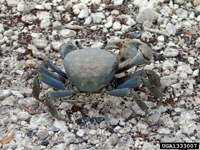 Blue Crab (Callinectes sapidus) {!--청꽃게(푸른꽃게)-->; DISPLAY FULL IMAGE.