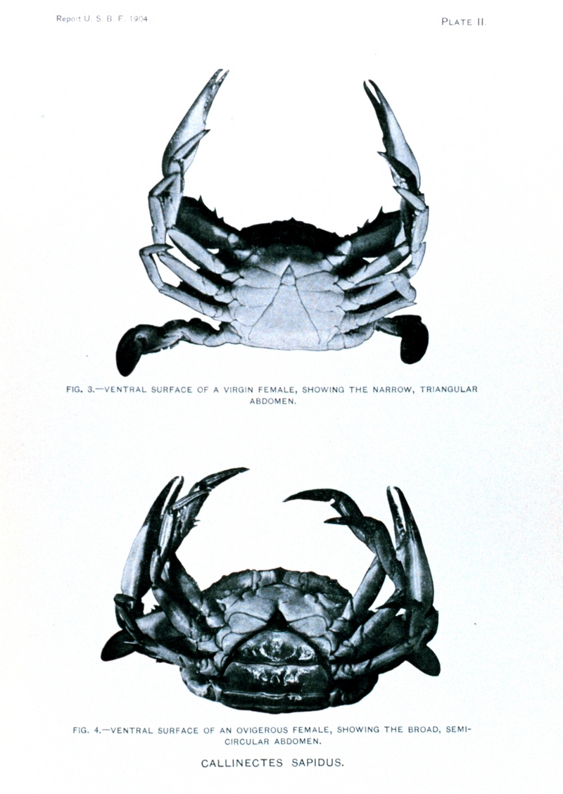 Blue Crab (Callinectes sapidus) {!--청꽃게(푸른꽃게)-->; DISPLAY FULL IMAGE.