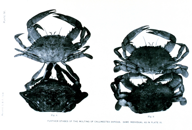 Blue Crab (Callinectes sapidus) {!--청꽃게(푸른꽃게)-->; DISPLAY FULL IMAGE.